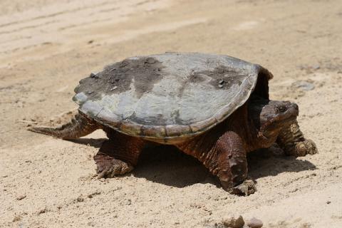 Chelydra serpentina (snapping turtle) Chelydra serpentina (snapping turtle)