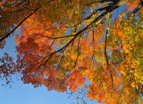 Sugar maple tree in glorious fall colors Sugar maple tree in glorious fall colors