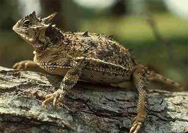 Texas horned lizard Texas horned lizard