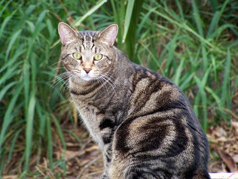 Gray tabby cat Gray tabby cat