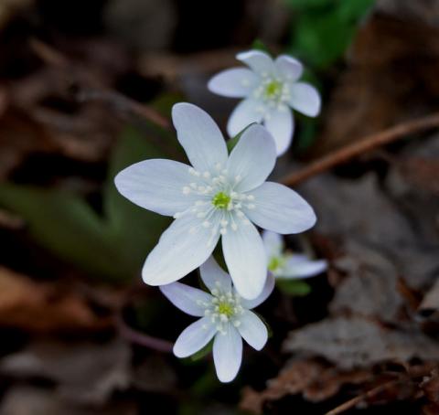 Tennessee wildflowers Tennessee wildflowers
