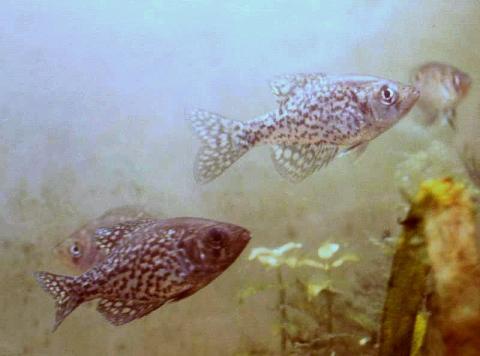 White crappie (white perch) White crappie (white perch)