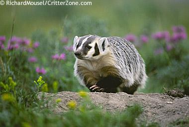 Badger Badger