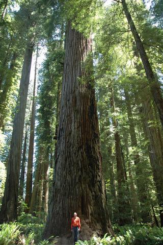 California redwood forest California redwood forest
