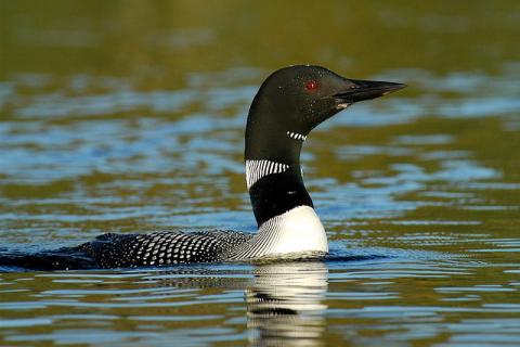 Common loon Common loon