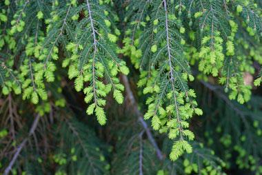 Eastern hemlock tree (Tsuga canadensis) Eastern hemlock tree (Tsuga canadensis)