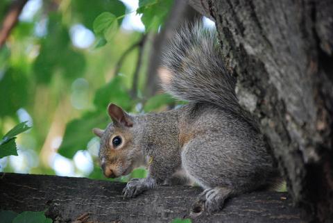 Eastern gray squirrel Eastern gray squirrel