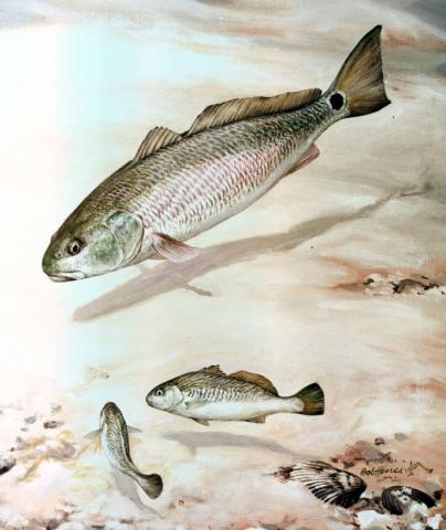 Channel bass Channel bass illustration (Sciaenops ocellatus)