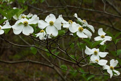 Dogwood flowers Dogwood flowers (Cornus florida)