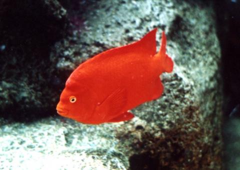 Garibaldi (Hypsypops rubicundus) Garibaldi (Hypsypops rubicundus)