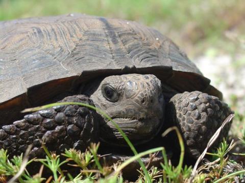 Gopher tortoise Gopher tortoise