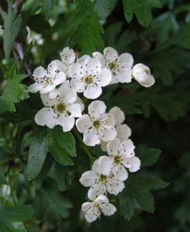 Hawthorn flowers Hawthorn flowers