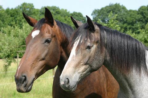 Horses Horses