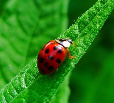 Ladybug Ladybug
