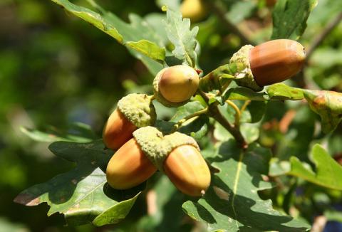 Oak leaves and acorns Oak leaves and acorns