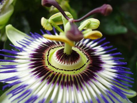 Passion flower Passion flower