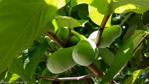 texas state fruit pawpaw fruit texas state fruit pawpaw fruit