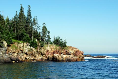 Pine trees on the Maine coast Pine trees on the Maine coast at Acadia National Park, Bar Harbor, Maine