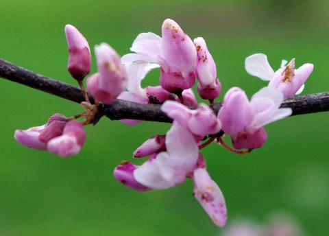 Redbud tree blooming Redbud tree blooming