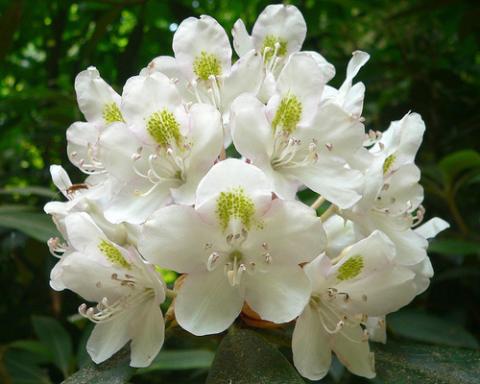 Rhododendron Rhododendron