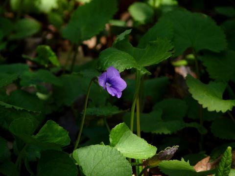 Common blue violet Common blue violet