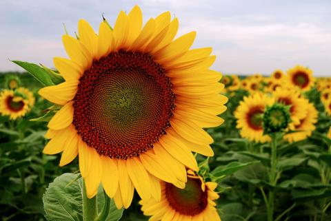 Field of sunflowers Field of sunflowers