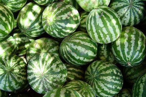 Watermelons Watermelons