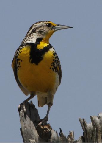 Western meadowlark Western meadowlark
