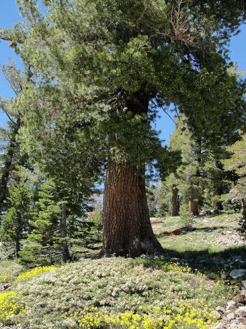 Western white pine Western white pine (Pinus monticola)