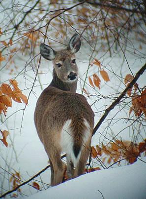 Beautiful white-tailed deer doe Beautiful white-tailed deer doe