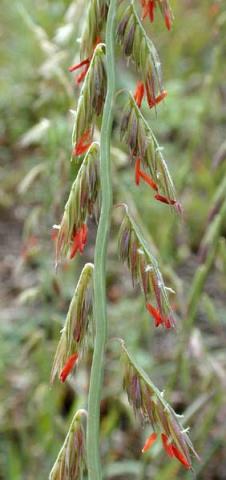 Sideoats grama grass Sideoats grama grass
