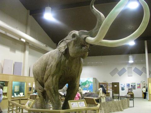 North American Columbian mammoth North American Columbian mammoth