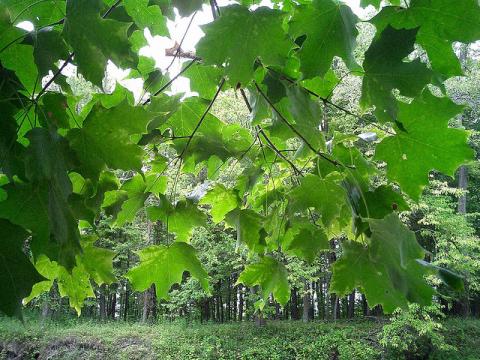 Sugar maple leaves Sugar maple leaves