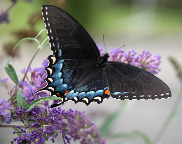 Tiger Swallowtail Butterfly State Butterfly State Symbols USA