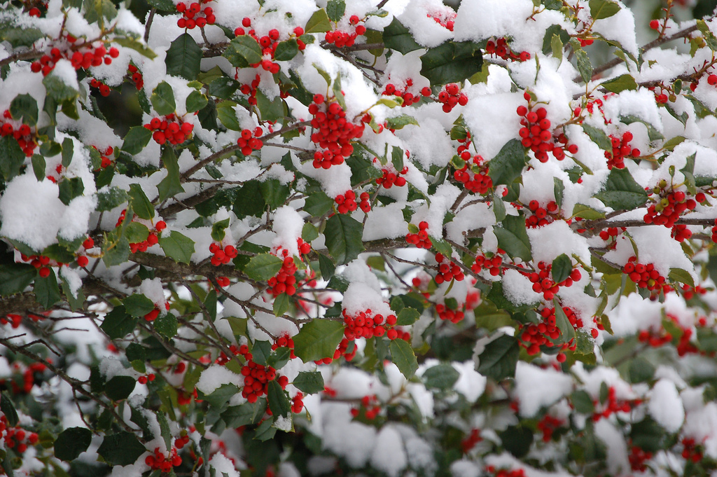 Delaware State Tree American Holly
