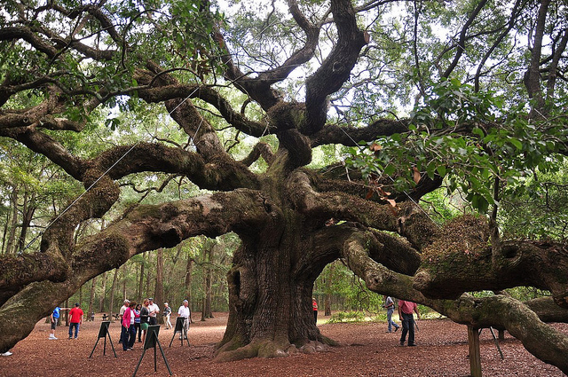 Live Oak | State Symbols USA