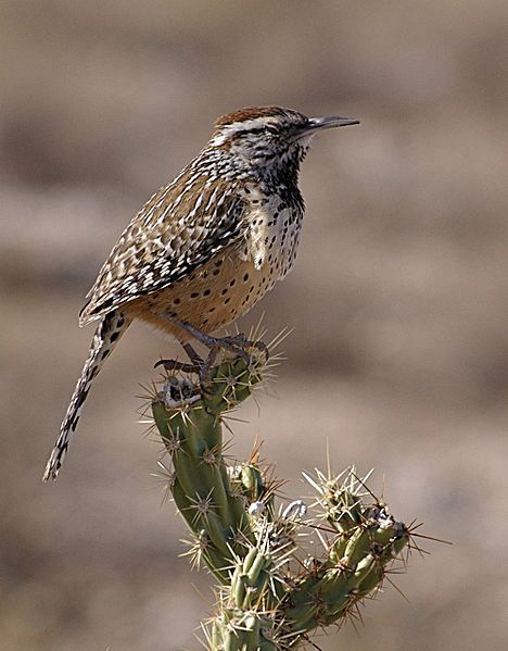 arizona state bird cactus wren arizona state bird cactus wren