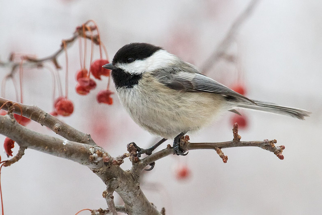 massachusetts state bird black capped chickadee massachusetts state bird black capped chickadee