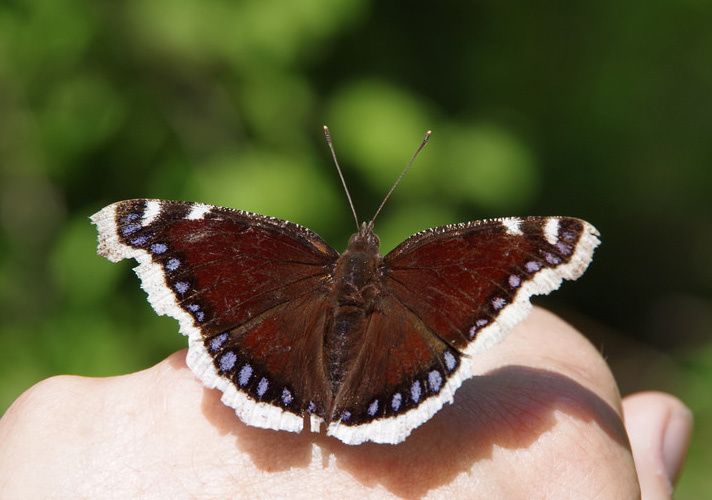 Mourning Cloak Butterfly State Butterfly State Symbols USA
