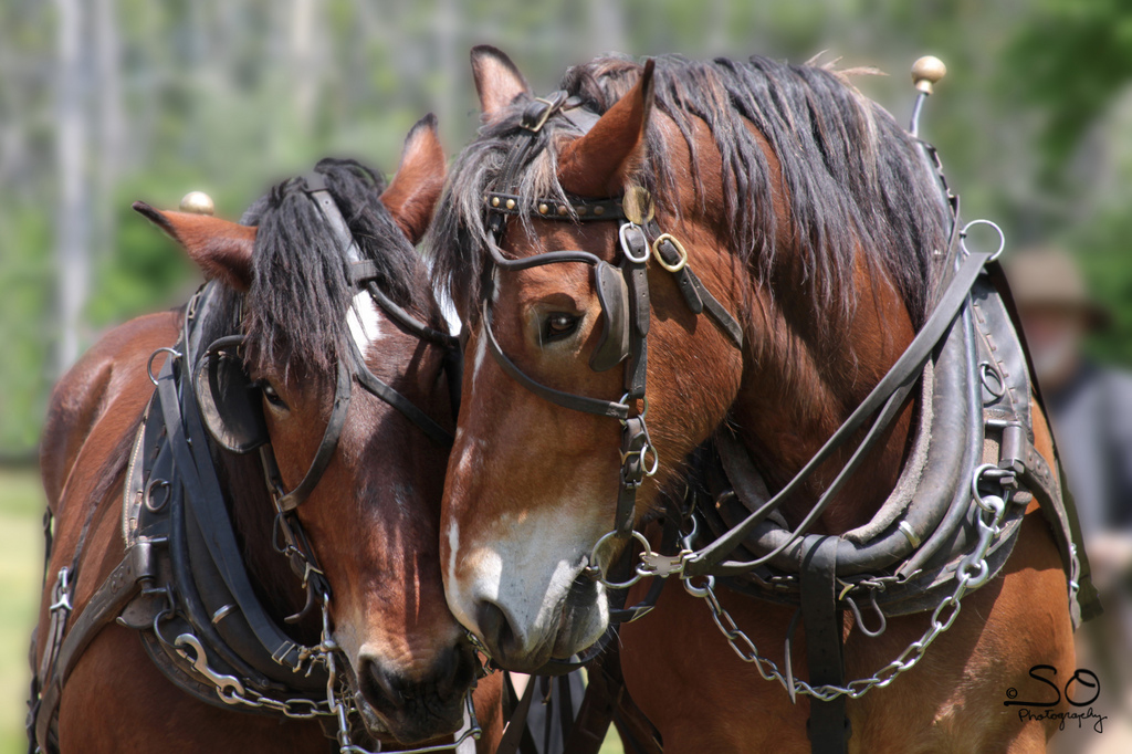State Animal of New Jersey The Horse