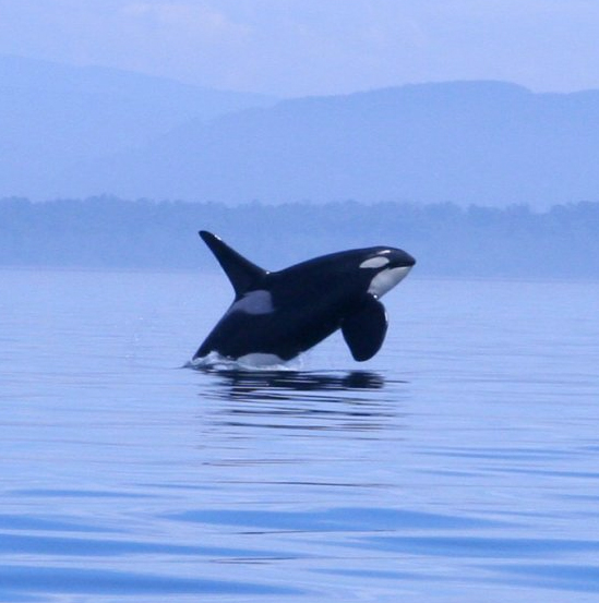 Washington State Marine Mammal Orca Whale