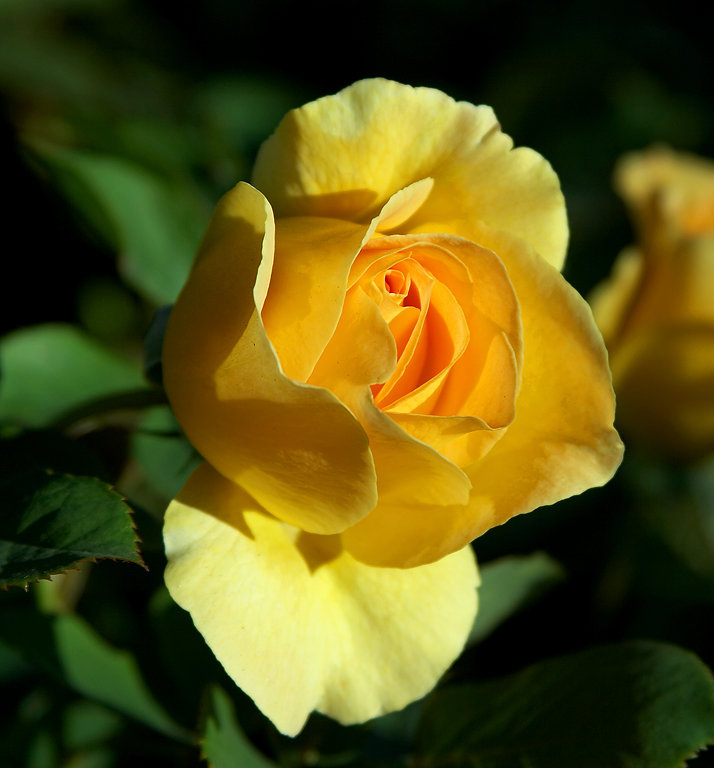 National Flower of the United States The Rose