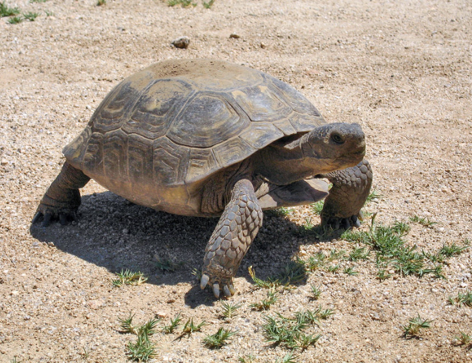 California State Reptile | Desert Tortoise