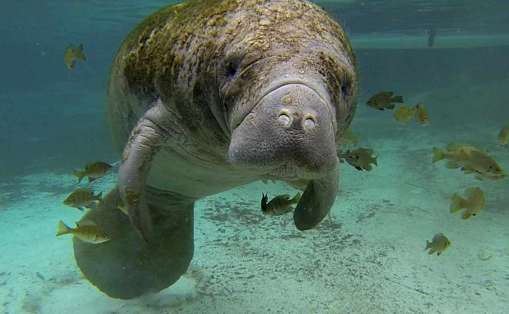 Alabama State Marine Mammal | West Indian Manatee