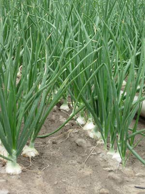 Washington State Vegetable | Walla Walla Sweet Onion
