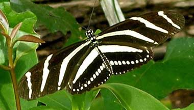 butterfly zebra longwing florida state insect symbols butterflies cycle symbol floridas statesymbolsusa animals bugwood noncommercial ciesla patricia forest management international