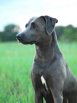 Texas State Dog Breed | Blue Lacy