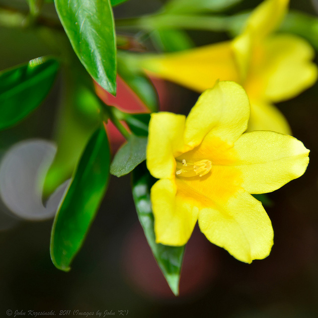 Carolina Yellow Jasmine Vine Seeds – Over 25+ USA Grown, Wild Jasmine Flowering