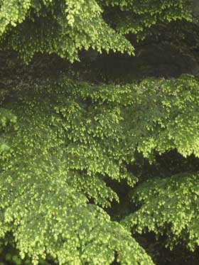 Washington State Tree | Western Hemlock